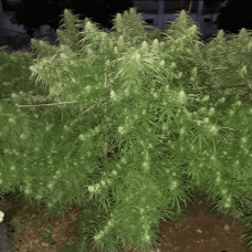 Malawi regular (ACE Seeds)