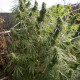Семена конопли Malawi reg. ACE Seeds
