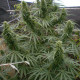Семена конопли Malawi reg. ACE Seeds