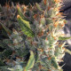 Семена конопли Malawi x Panamá reg. ACE Seeds
