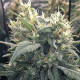 Семена конопли Malawi x Panamá reg. ACE Seeds