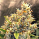 Семена конопли Malawi x Panamá reg. ACE Seeds
