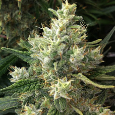 Malawi x Panamá regular (ACE Seeds)