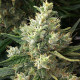 Семена конопли Malawi x Panamá reg. ACE Seeds