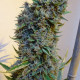 Семена конопли Malawi x PCK reg. ACE Seeds