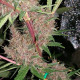 Семена конопли Malawi x PCK reg. ACE Seeds
