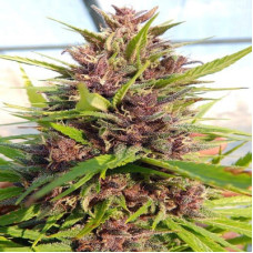 Malawi x PCK regular (ACE Seeds)
