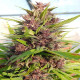 Семена конопли Malawi x PCK reg. ACE Seeds