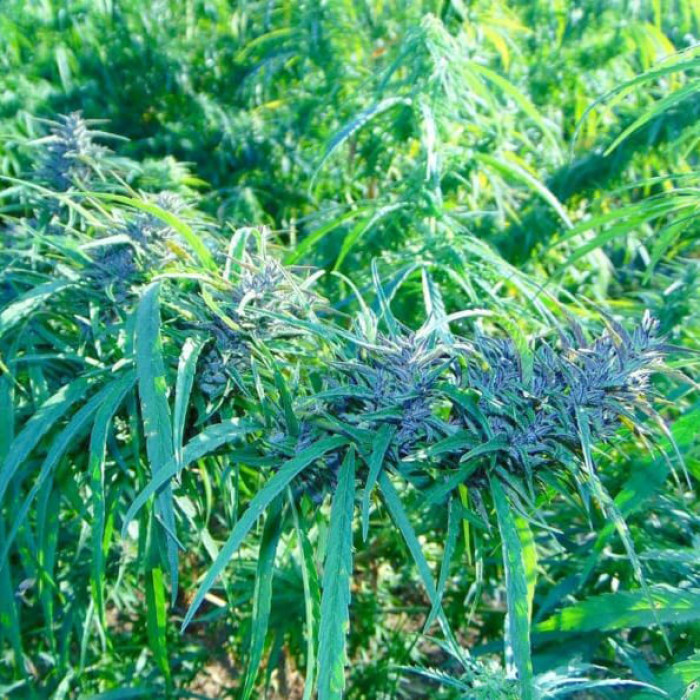 Семена конопли Manipur Oriental – frontera con Myanmar reg. ACE Seeds