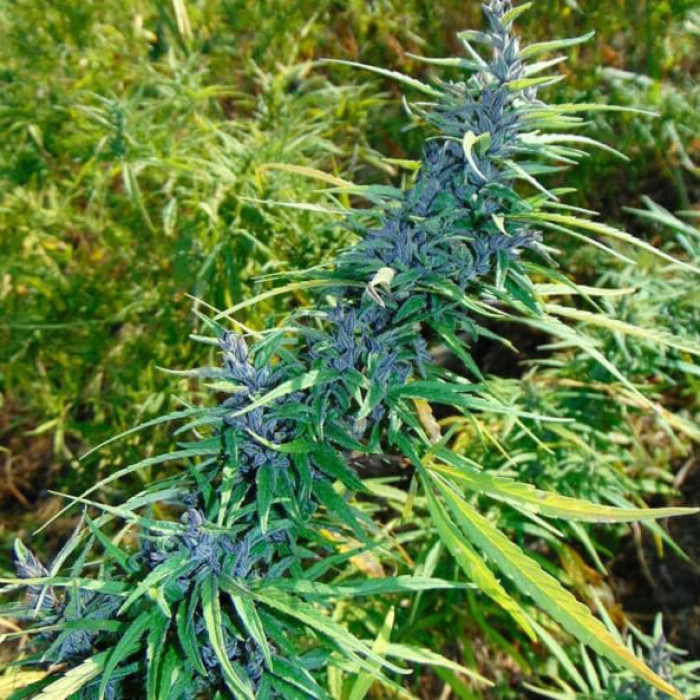 Семена конопли Manipur Oriental – frontera con Myanmar reg. ACE Seeds