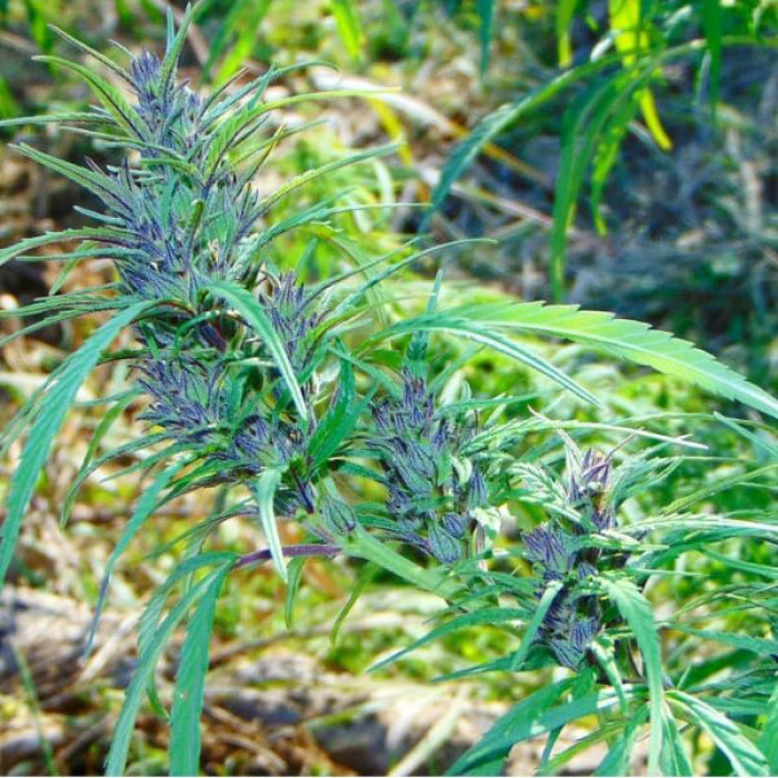 Семена конопли Manipur Oriental – frontera con Myanmar reg. ACE Seeds
