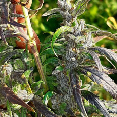 Manipur Oriental – frontera con Myanmar regular (ACE Seeds)