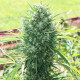 Насіння коноплі Marruecos Beldia Kif reg. ACE Seeds