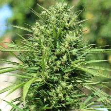 Marruecos Beldia Kif regular (ACE Seeds)