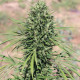Насіння коноплі Marruecos Beldia Kif reg. ACE Seeds