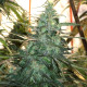 Семена конопли Mountain Gold reg. ACE Seeds