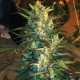Семена конопли Mountain Gold reg. ACE Seeds