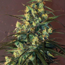 Mountain Gold regular (ACE Seeds)