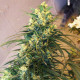 Семена конопли Mountain Gold reg. ACE Seeds