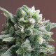 Насіння коноплі Nepal Annapurna reg. ACE Seeds