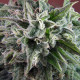 Насіння коноплі Nepal Annapurna reg. ACE Seeds
