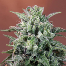 Nepal Annapurna regular (ACE Seeds)