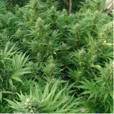 Nepal Jam regular (ACE Seeds)
