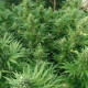 Семена конопли Nepal Jam reg. ACE Seeds