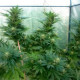 Семена конопли Nepal Jam reg. ACE Seeds