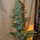 Семена конопли Nepal Jam reg. ACE Seeds