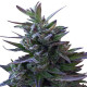 Семена конопли Nepal Mist reg. ACE Seeds