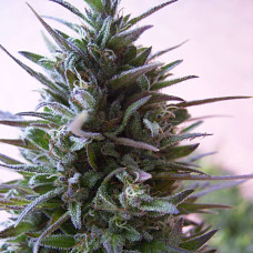 Nepal Mist regular (ACE Seeds)
