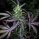 Семена конопли Nepal Mist reg. ACE Seeds