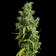 Семена конопли Nigeria reg. ACE Seeds