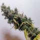 Семена конопли Nigeria reg. ACE Seeds
