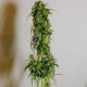 Семена конопли Nigeria reg. ACE Seeds