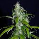 Семена конопли Nigeria reg. ACE Seeds