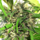 Семена конопли Nueva Caledonia reg. ACE Seeds