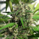 Семена конопли Nueva Caledonia reg. ACE Seeds