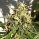 Семена конопли Nueva Caledonia reg. ACE Seeds