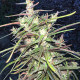 Семена конопли Oldtimer’s Haze reg. ACE Seeds