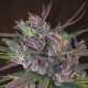 Семена конопли Oldtimer’s Haze reg. ACE Seeds