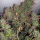 Семена конопли Oldtimer’s Haze reg. ACE Seeds