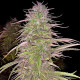 Семена конопли Oldtimer’s Haze reg. ACE Seeds