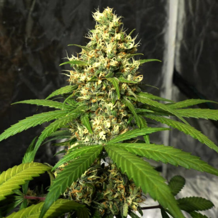 Семена конопли Orient Express reg. ACE Seeds