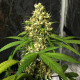 Семена конопли Orient Express reg. ACE Seeds