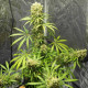 Семена конопли Orient Express reg. ACE Seeds