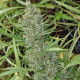 Семена конопли Orient Express reg. ACE Seeds