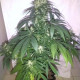 Семена конопли Orient Express reg. ACE Seeds
