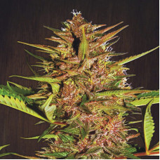 Pakistan Chitral Kush regular (ACE Seeds)